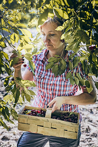 夏令桶收成妇女在果园采樱桃妇女在花园艺农庄工作手持水果成熟的篮子图片