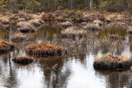 草安静的春天俄罗斯北部的沼泽林春地貌图片