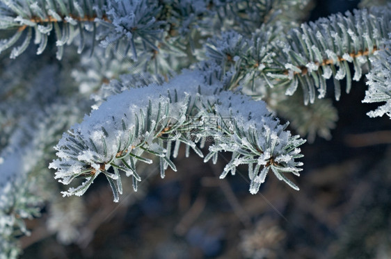 深浅地露出野外切近的浅树上冬霜冻白色的冷若冰霜云杉树图片