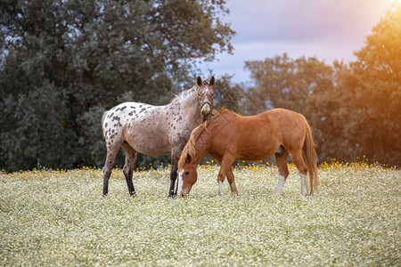 树目的地季节两匹美丽的马在草原上图片
