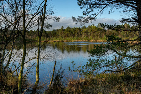 森林Pietzmoor的湖在Pietzmoor的树木中拍摄季节景观图片