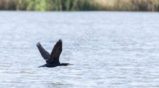 由Llobregat三角洲湿地休养的法拉克雷斯鸭鸟类鸬鹚图片