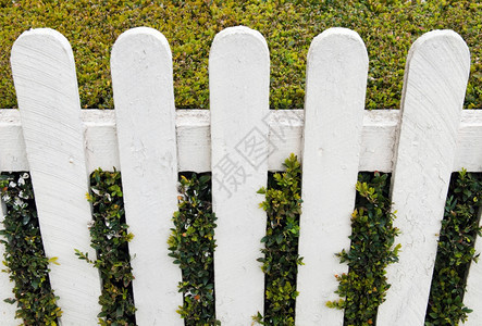 植物学外部的白色栅栏在一个小房子花园用绿篱笆树图片