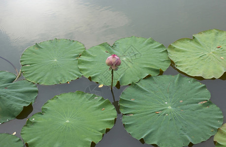 荷花花苞图片