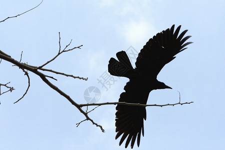 一头乌鸦从树上飞来和木林背景克隆蓝色的恐怖图片