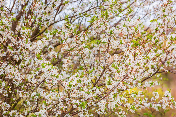 季节新鲜白色的春园杏花枝白杏图片