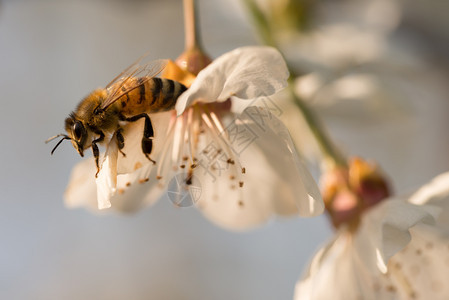 黄色的绿美丽蜜蜂在自然背景中为白樱桃花授粉春天蜜蜂在自然背景中为白樱桃花授粉图片