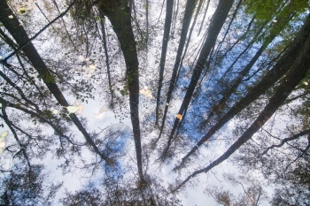 户外10月在瑞典斯德哥尔摩的森林和自然景观中水的树木和天空反射10月在瑞典斯德哥尔摩荒野线条图片