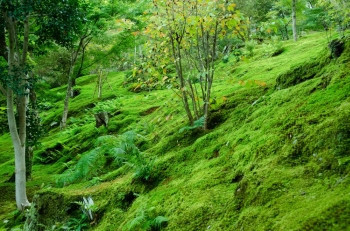 地面覆盖苔草天然绿色背景的森林底层含植物天然绿色背景自荒野图片