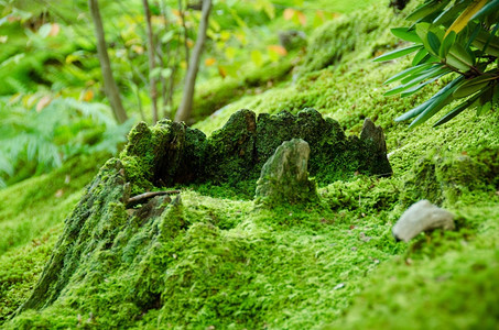 荒野环境落下覆盖苔草天然绿色背景的森林底层含植物天然绿色背景图片