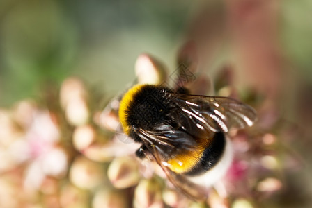 细节荒野蜜蜂在花特写上采集蜜黄色的图片