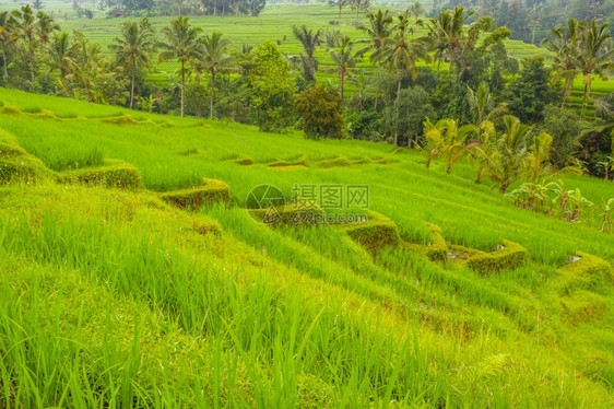 绿色乡村的梯田印度尼西亚巴厘岛水稻田和棕榈树的面积横跨天气的稻米田和棕榈树的面积图片