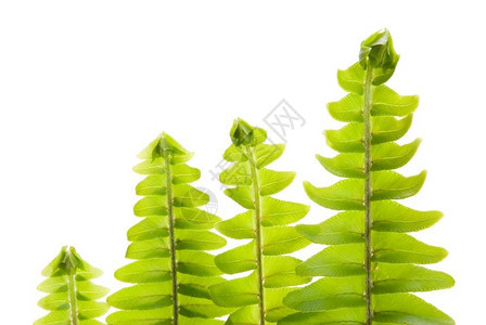 装饰品曲线绿色概念百宝Fern一连排新的叶子棕色图片