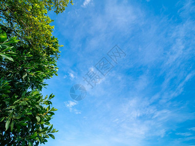 有云的青蓝天空和一排树的绿叶在地上环境臭氧夏天图片