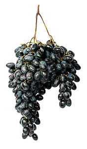 新鲜庄稼喝吊挂着一帮黑葡萄孤立在白色背景上图片
