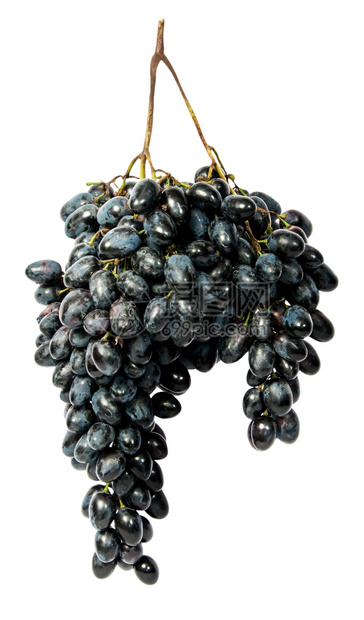 新鲜庄稼喝吊挂着一帮黑葡萄孤立在白色背景上图片