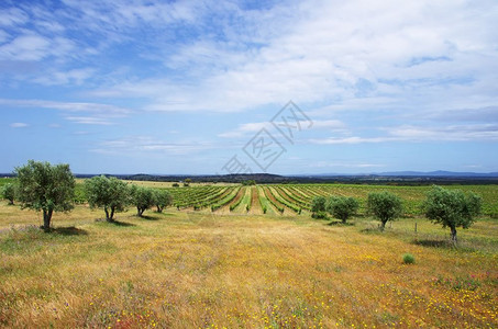 景观风谷农业田葡萄牙阿伦特霍地区图片