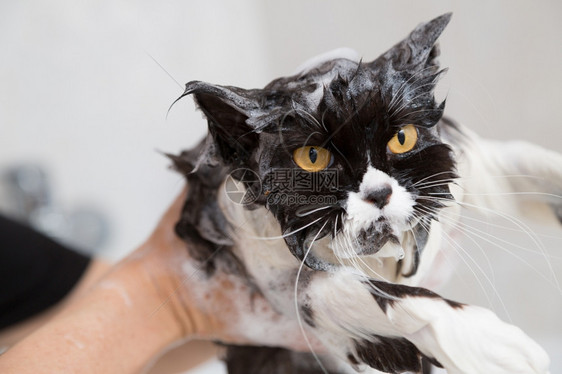 洗澡的猫咪图片