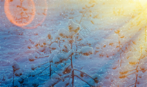 松树季节美丽的圣诞风景夏洛地深处的露天带山林在日落时温冬雪林太阳图片