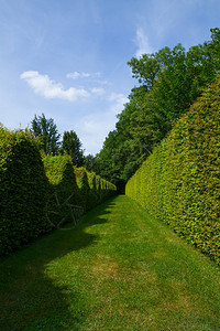 几何法国伯根迪绿灌木墙迷宫法语莨菪碱图片