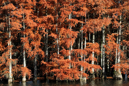 白头柏法国秋天秃头囊肿针叶树图片