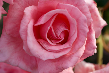 盛开花在模糊背景的玫瑰上露出一朵玫瑰的封装浪漫图片