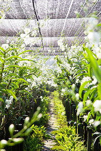 大棚种植兰花图片