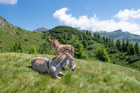 驯化的和他妈在高山牧场的小驴子配种图片