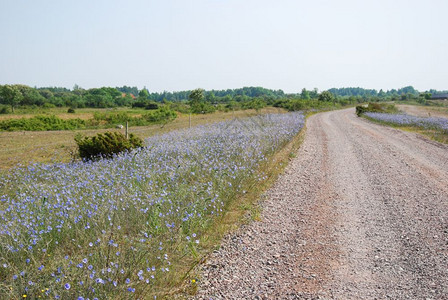 包围在瑞典群岛奥兰路边有鲜花盛开的蓝色白叶花朵乡村的图片