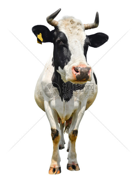 全长的黑白斑点母牛被隔离在白色有趣的可爱怪异小牛上直接看着摄影机农场动物满的口自然图片