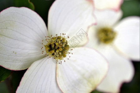 苍白山茱萸荷兰沃尔肖顿东部开花的狗木或角核果图片
