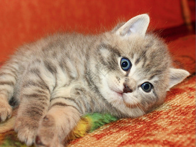 国内的苏格兰直系小猫咪苏格兰直系的小可爱又有趣猫种族自然图片