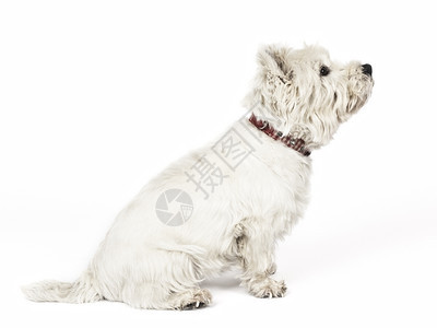 有趣的健康犬类一张美丽的白色泰里尔图像图片