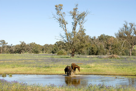 农业两匹马在澳大利亚西南新威尔士的一个农场在大坝里喷洒着两匹马树木美丽图片