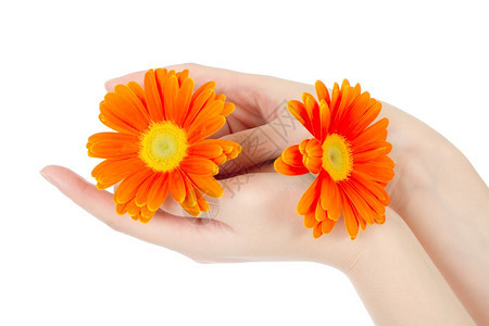 美丽的手和花占卜雏菊药物图片