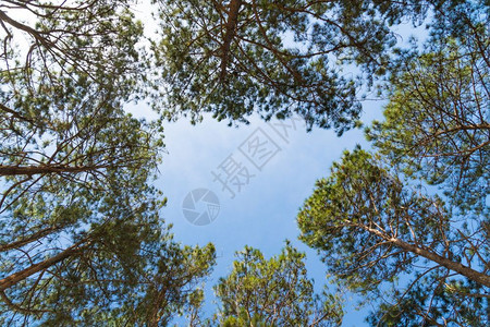 树木旅行天空林中的松夏见图片