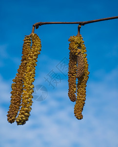 季节正面春天在蓝空前挂着的树枝芽苗白色的图片