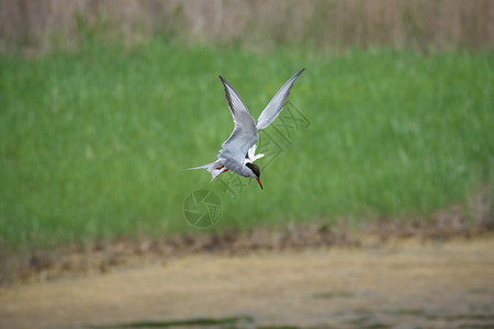 湿地欧洲燕鸥飞行中成年常住的长尾大胸在湖上捕猎生出累的鱿鱼图片