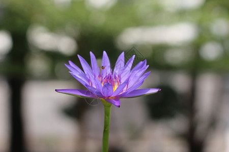 紫莲花图片