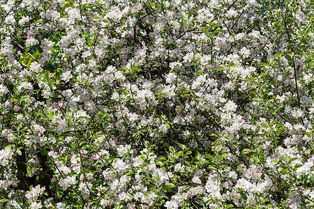 盛开新鲜的季节春时为背景而开花的苹果树图片