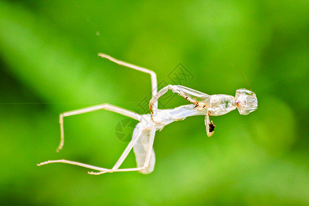 热带翅膀泰国蜘蛛网上的蚱蜢图片