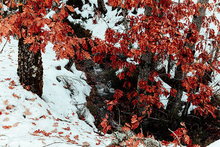 冬季的的雪山和森林图片