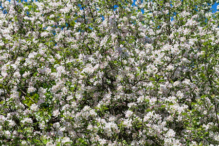 粉色的春时为背景而开花的苹果树绿色图片