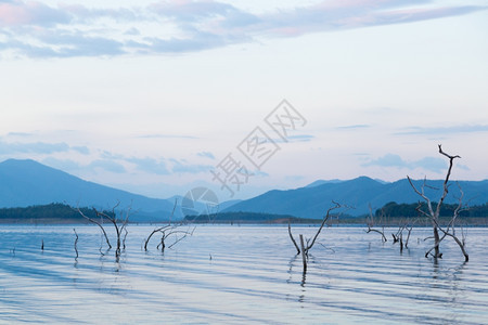 堤坝里的干枯树被淹没在堤岸的树木被淹没死结构体水图片