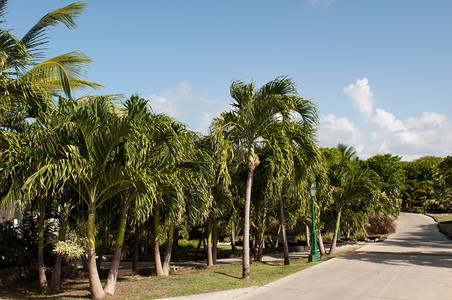 经过一片热带度假胜地四周有棕榈树环绕的热带度假胜地小路公园图片