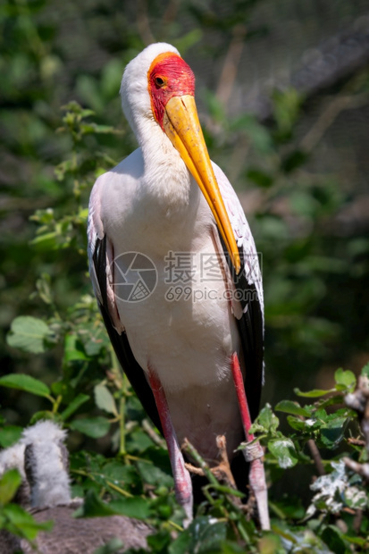 树Birdrsquos巢中的白苔红色食物图片