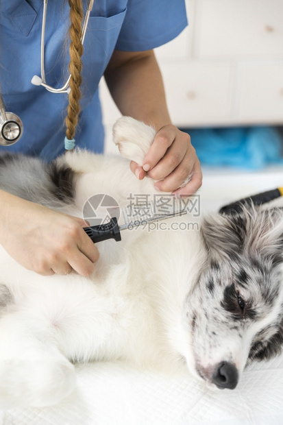 墙纸高的自然女兽医用梳子诊所检查狗跳蚤图片