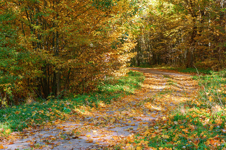 木头黄色的自然树木发黄变红的叶子秋天森林里道路秋天森林里道路树木黄色和发红叶子图片