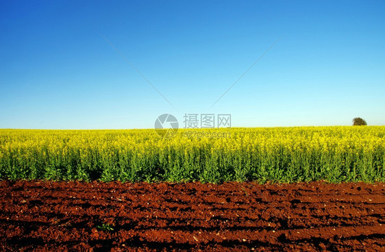 蓝色的农业田地和油籽卡诺拉棕色的图片