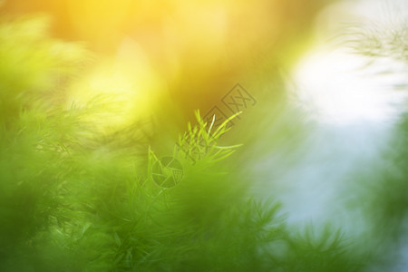 新鲜水生态绿色叶含模糊背景概念图片